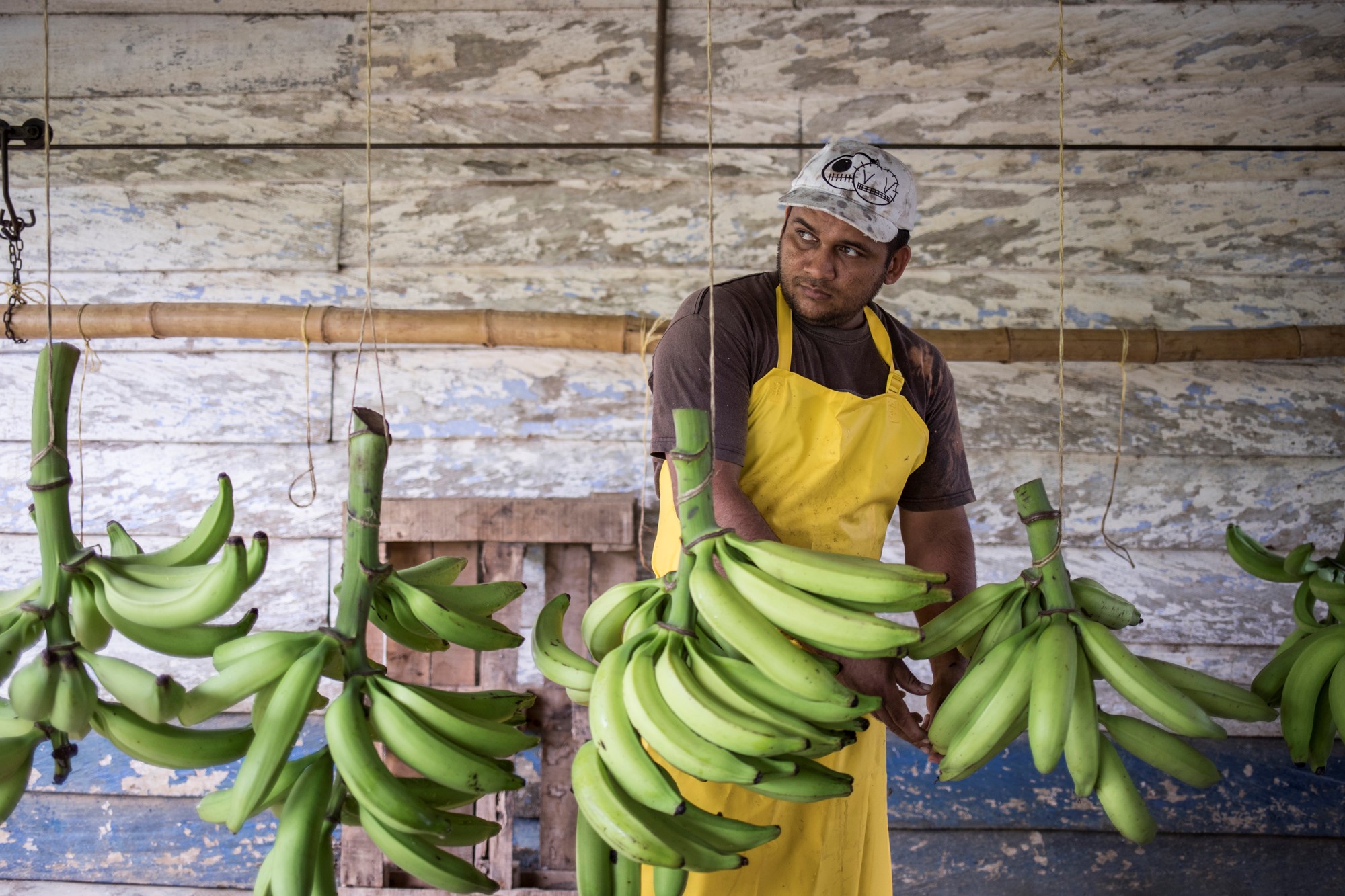 Cadenas productivas como cacao, café, leche, miel y plátano han sido algunas de las que se han financiado a través de la metodología de financiamiento a las cadenas de valor. Foto: Hanz Rippe- Fernanda Pineda para USAID