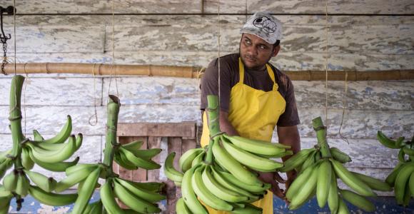 Cadenas productivas como cacao, café, leche, miel y plátano han sido algunas de las que se han financiado a través de la metodología de financiamiento a las cadenas de valor. Foto: Hanz Rippe- Fernanda Pineda para USAID