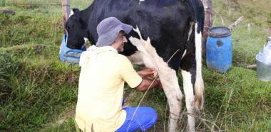 El queso Asproquema “solución” para los ganaderos  de Anorí